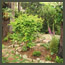 After image of a forest garden transformed in Los Angeles with redwood tree, 