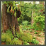 After image of a forest garden transformed in Los Angeles with redwood tree, 