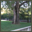 Before image of an Italian garden in Los Angeles with tree and lawn near Pasadena.