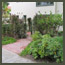 Before image of a rancho santa fe garden with bug infested Carolina cherry hedge.