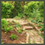 A natural stone path steps through a CA forest garden with Japanese maples and CA 