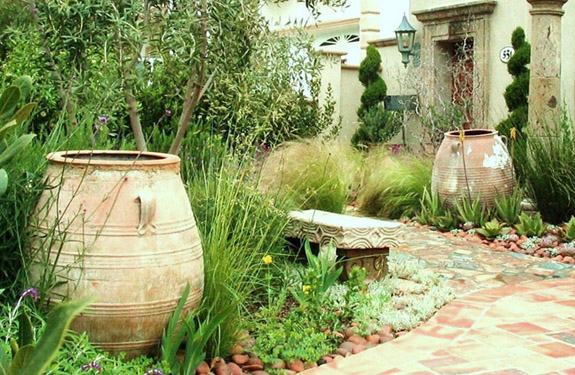 CA Mediterranean garden with olive tree, succulents, antique olive jars