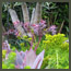 CA succulent garden design with Aloe rubroviolacea, sedum,  in Los Angeles.
