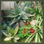 California garden design-planting bed with agave attenuate, kangaroo paws, and 