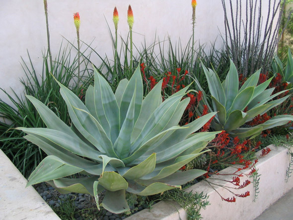A planting bed next to Spanish style home with kangaroo paws, red hot pokers in Los Angeles